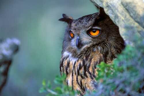 Fauna El Frago © Ricardo Vila 2013 Fauna El Frago © Ricardo Vila