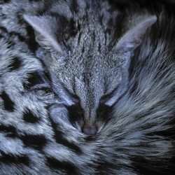 Fauna El Frago © Ricardo Vila 2013 © Ricardo Vila